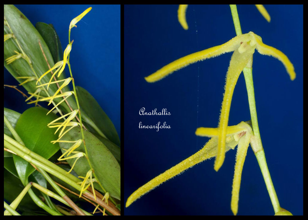 Anathallis linearifolia